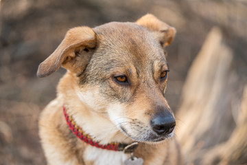 Nachdenklicher Hund