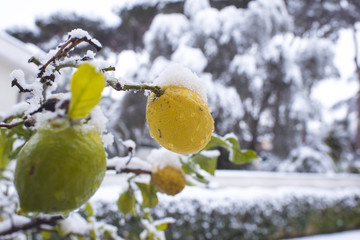 Limoni sotto la neve, rischi di danni all'agricoltura causati dal maltempo