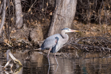 Great Blue Heron On The Hunt in the Shallows