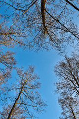 A view from below of branches of tall trees against a clear sky on a winter sunny day, Belarus