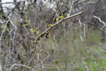 The first flowers on branches of a tree in Texas spring forest