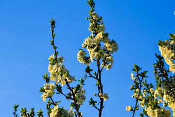 Beautiful flowering tree branches on a sunny summer day against a clear sky background