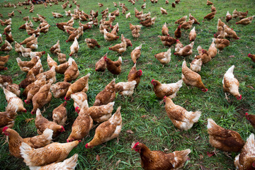 Chicken farm