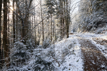 Fototapeta na wymiar road in the picturesque forest, snow-covered trees, orange sunlight