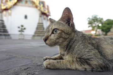 Obraz premium Cat at wat Po Temple, Thailand
