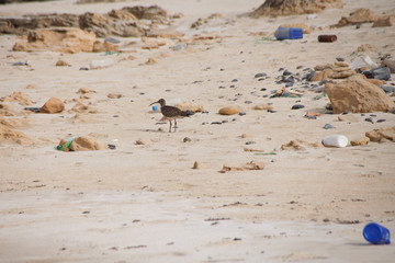 Eurasian curlew walking amongst plastic debris in a tropical sand beach of Boa Vista, Cape Verde