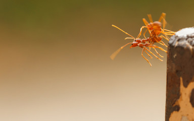 Red ant with blur background.