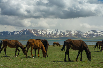 Several horses are grazing on a jailoo near a mountain lake