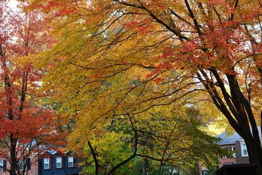 Autumn in Virginia