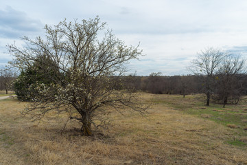 The first flowers on a tree in the spring Texas park