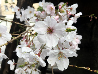 Cherry blossom - Sagura