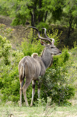 Grand koudou, mâle, Tragelaphus strepsiceros