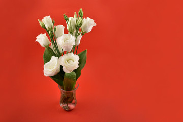 White romantic bouquet in a vase stock images. Lisianthus, Eustoma Grandiflorum. Tender white bouquet. White flowers on a red background