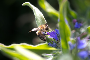 The bee collects nectar from Echium vulgare, viper's bugloss, blueweed. Collect pollen in the meadow.