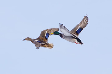 A wild duck, shot close-up, flies over a snow-covered winter lake.