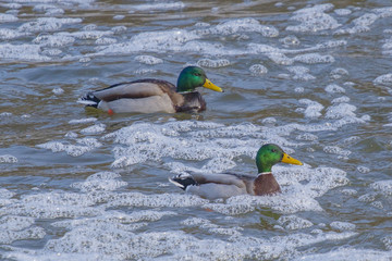 A wild duck, shot close-up, flies over a snow-covered winter lake.