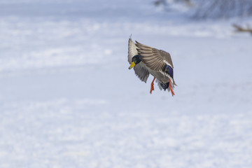 A wild duck, shot close-up, flies over a snow-covered winter lake.