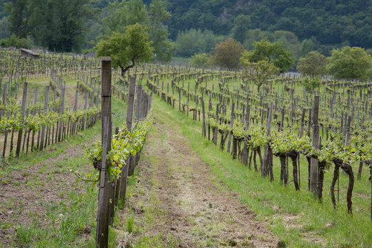 Weingarten