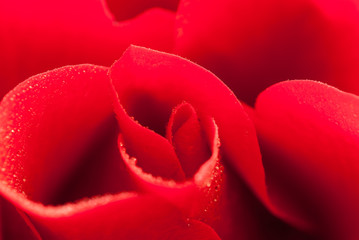 macro photo of red rose petals with water drops 