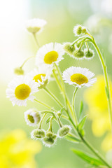 Wild daisies close-up