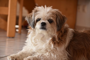 Shih Tzu Portrait im Esszimmer