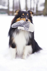 Young tricolor Sheltie dog sitting outdoors on a snow and holding a knitted mitten in winter