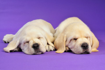 Zwei schlafende Labrador Welpen 