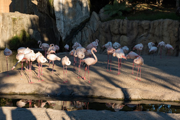 Naklejka premium pink cranes near the river
