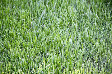 Green bright grass, green grass background, lawn
