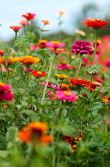Plantation of Yellow and Orange Flowers in the Garden.Natural background of Marigold and Tagetes flowers in the meadow, selective focus/Beautiful summer garden