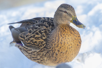 A bright wild duck, shot close-up.