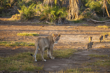 Mom lion invites the remaining four cubs to retreat from the open space to the bush - a large amount of safari machines distracting her. Amboseli National Park, Kenya