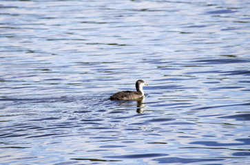 Duck with ducklings on the river float
