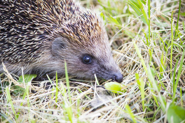 Hedgehog in the grass barbed. wild nature