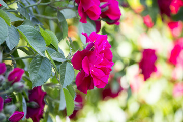 Obraz premium The bush of a red tea rose