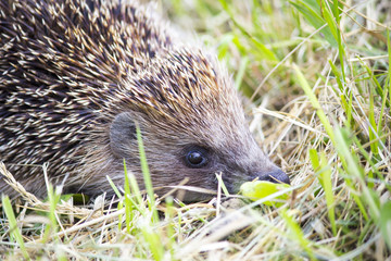 Hedgehog in the grass barbed. wild nature