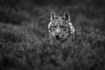 Wolf eurasian, canis lupus lupus into forest