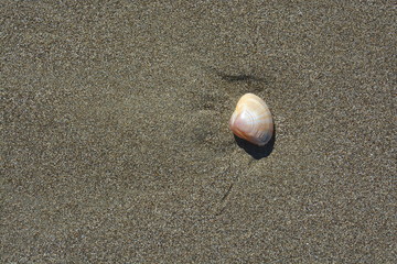 einsame Muschel am Strand