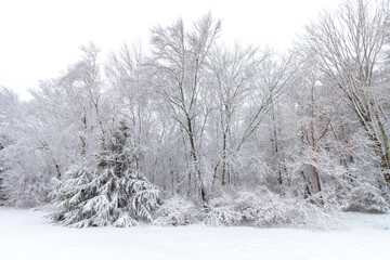 Trees after fresh snow