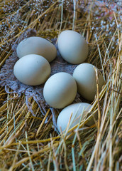 Fresh, natural rustic white chicken eggs on a litter of hay.
