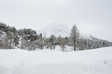 Maloja, Oberengadin, Engadin, Silsersee, Winterlandschaft, Winter, Wintersport, Langlauf, Winterwanderweg, Graubünden, Alpen, Schweiz