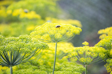 Blossoming dill. Fennel beds. greens in the garden
