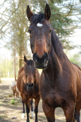 Obraz premium Pferdeblick