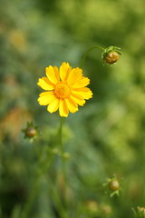Spring flowers, yellow flowers in the garden, bright flowers on a green background, blank for a designer, beautiful minimalist flowers, copy space, a botanical garden in the spring