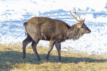Wild spotted deer, taken in close-up in the winter forest.