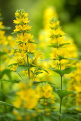 Spring flowers, yellow flowers in the garden, bright flowers on a green background, blank for a designer, beautiful minimalist flowers, copy space, a botanical garden in the spring