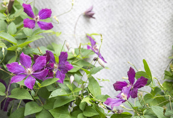 Clematis flowers on a brick wall background. .Purple Clematis
