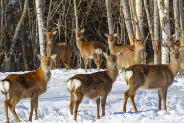 Wild spotted deer, taken in close-up in the winter forest.