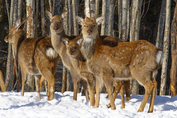 Wild spotted deer, taken in close-up in the winter forest.