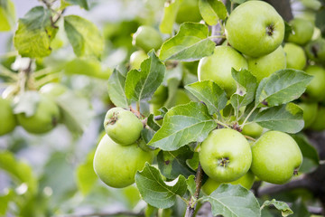 Green apples on a branch. proper nutrition